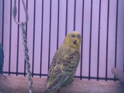 female parakeet