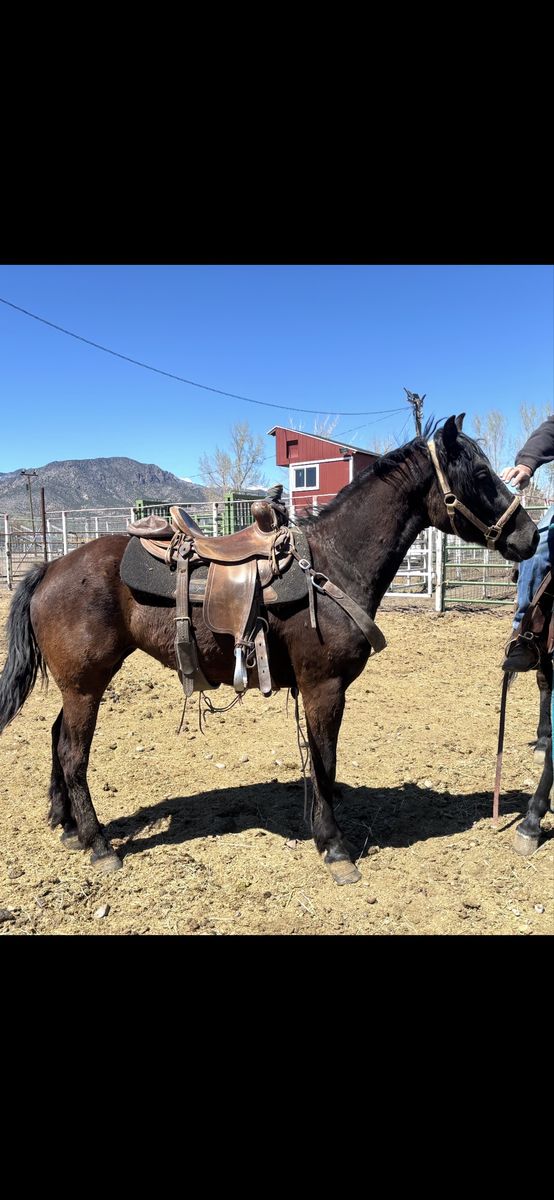 3 Year Old Black Gaited Morgan Mare Grade
