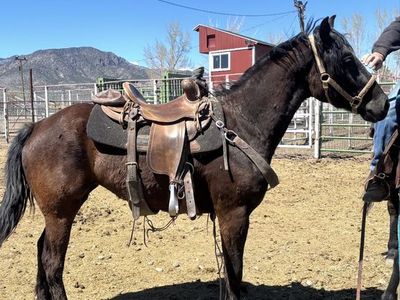 3 Year Old Black Gaited Morgan Mare Grade