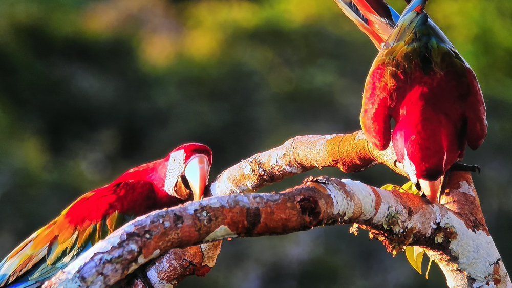 samsung qn900b 8K 85-inch