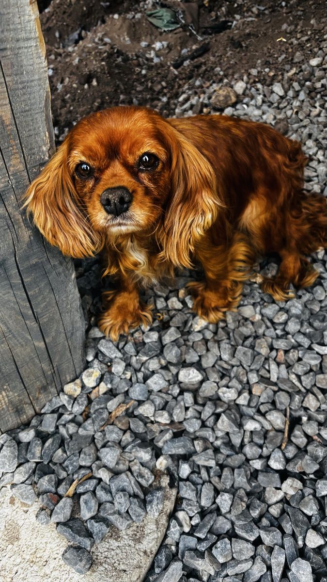akc female cavalier