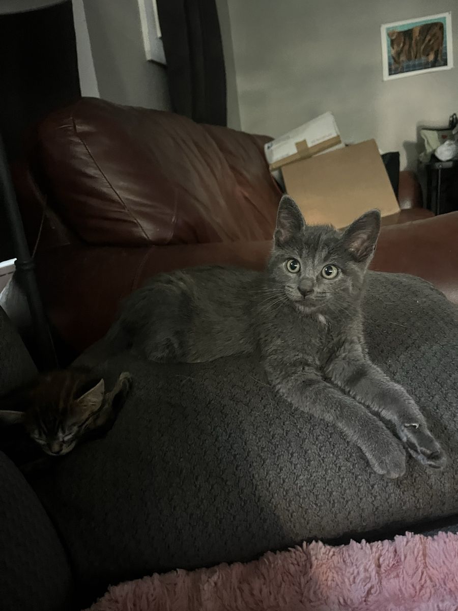 Russian blue ragdoll mixed kittens! Social and cuddly! Allergy friendly!!