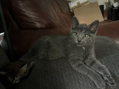 Russian blue ragdoll mixed kittens! Social and cuddly! Allergy friendly!!