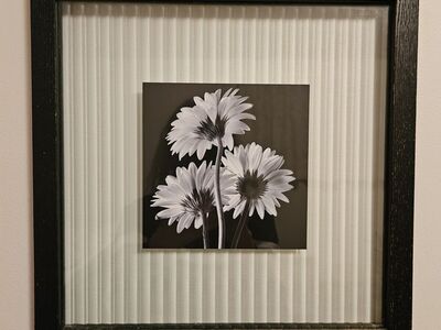 Black frame, clear glass matt, daisies