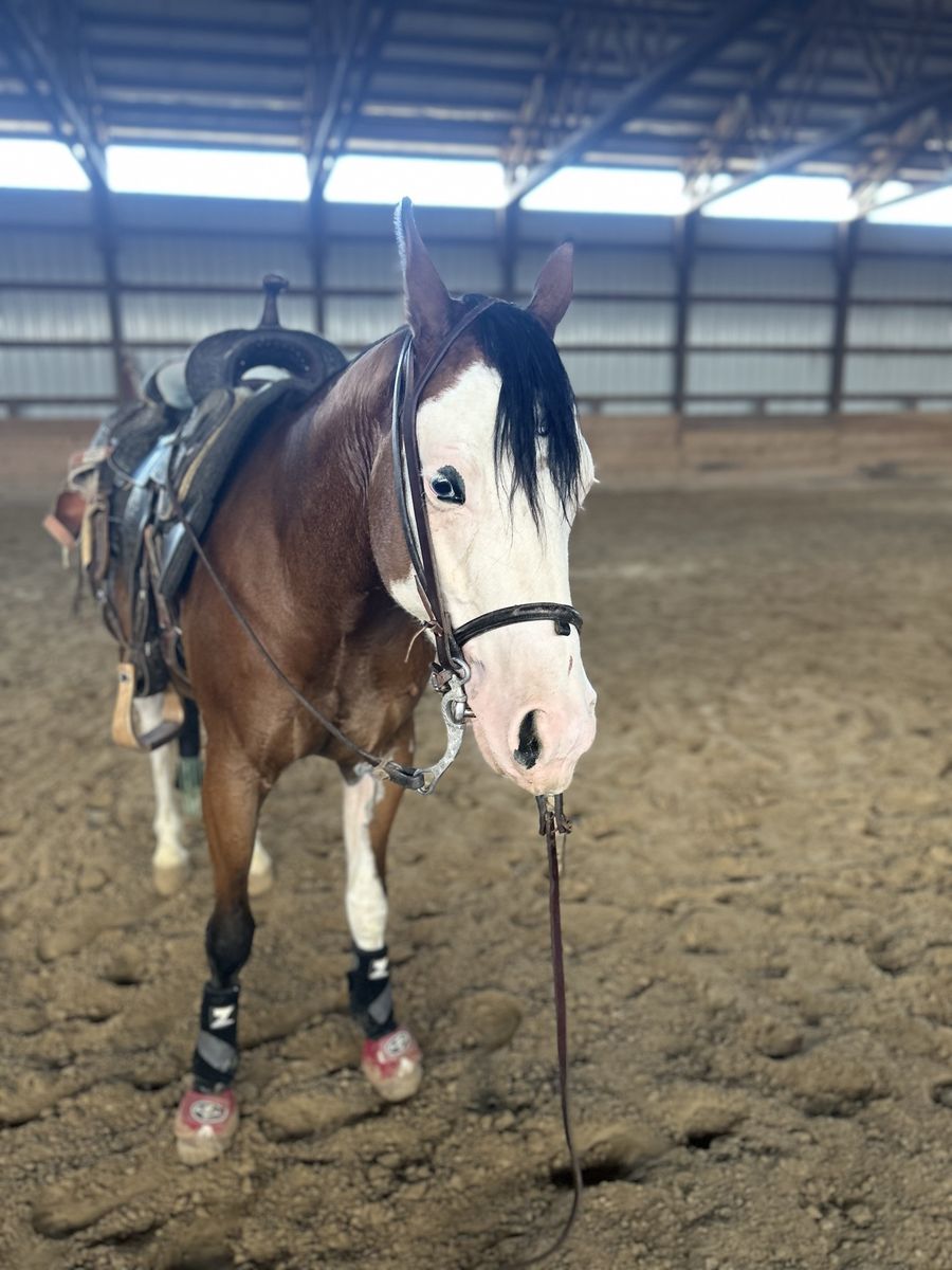 2020 AQHA gelding