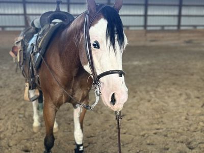 2020 AQHA gelding