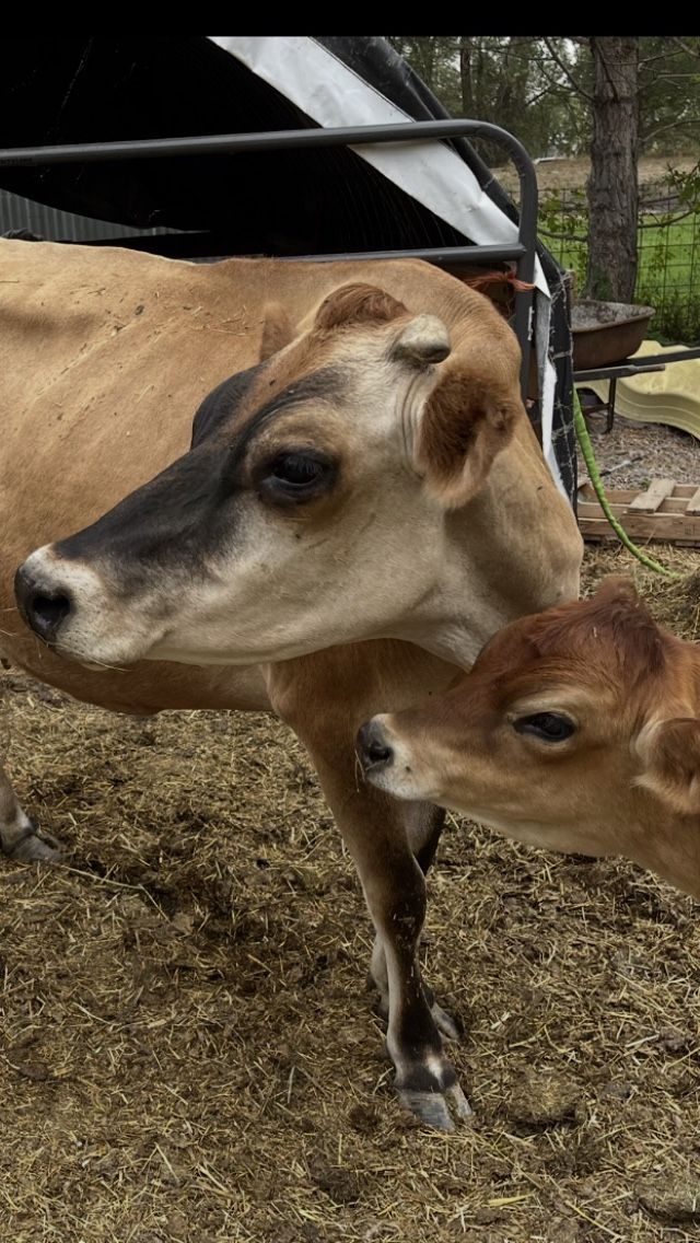 A2A2 Jersey Cow, currently in milk and her 14 Month old A2A2 Naturally Polled Jersey Heifer