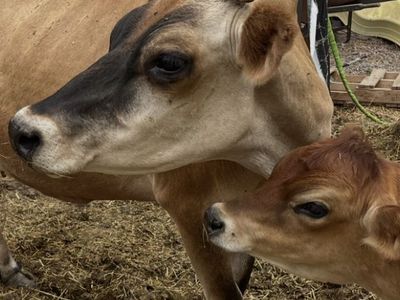 A2A2 Jersey Cow, currently in milk and her 14 Month old A2A2 Naturally Polled Jersey Heifer
