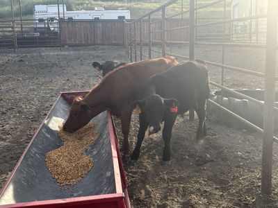 Healthy Calves For Sale