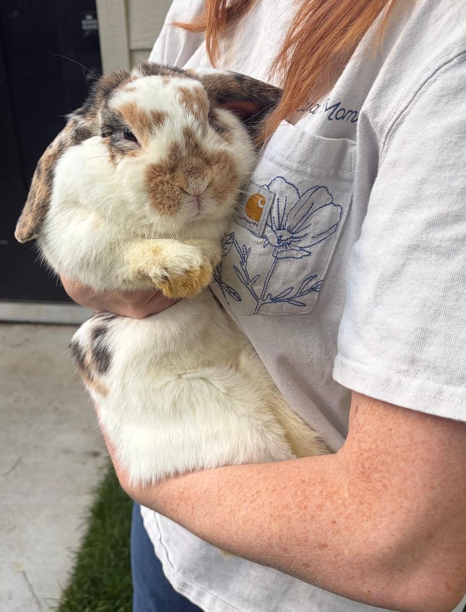 Female Hollander Lop Bunnies