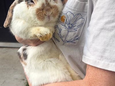 Female Hollander Lop Bunnies