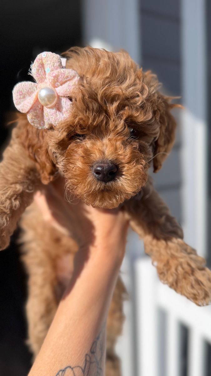 Goldendoodle