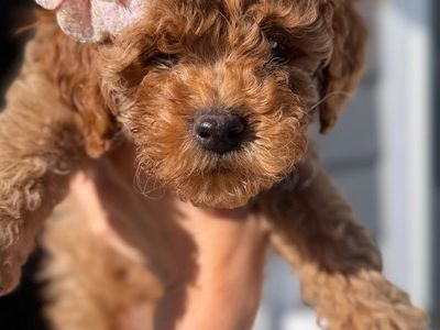 Goldendoodle