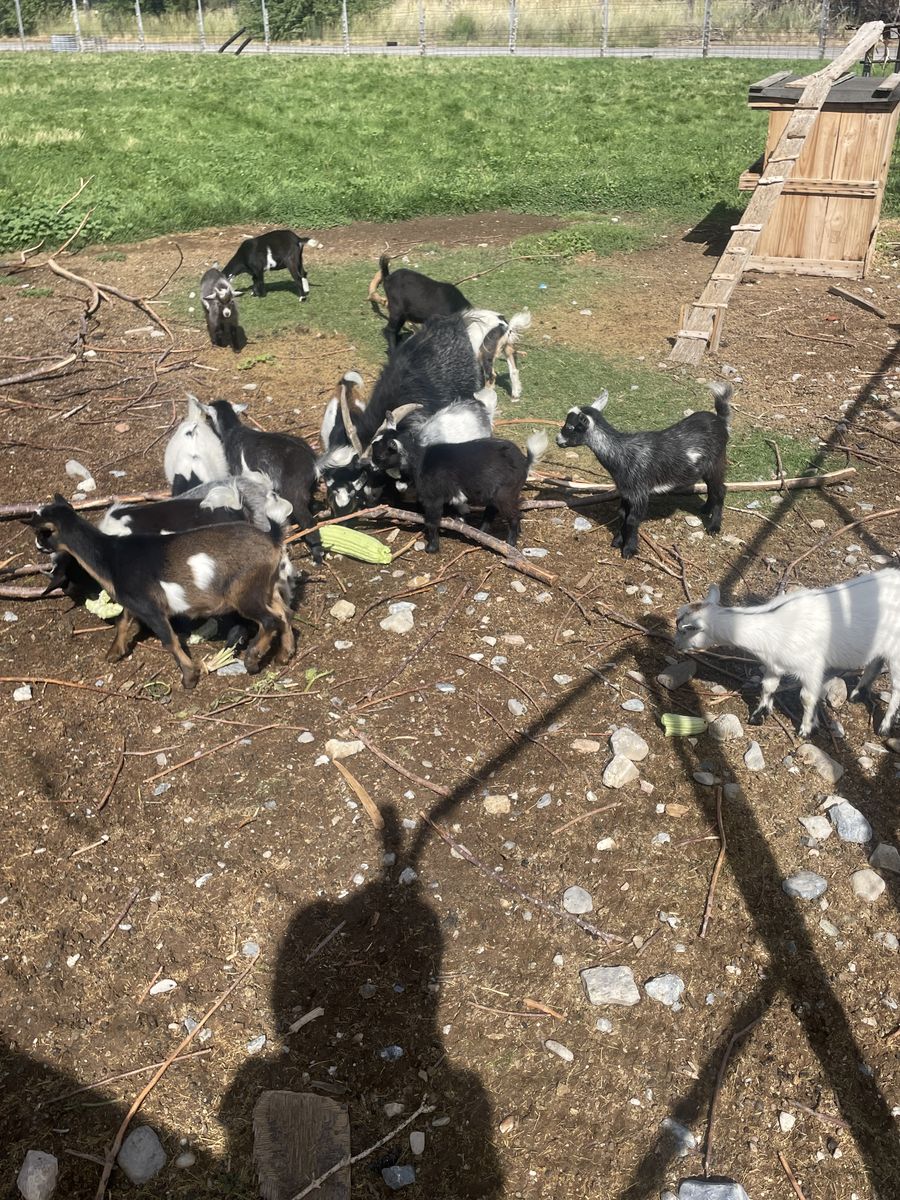 Pygmy goats