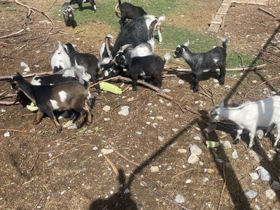 Pygmy goats