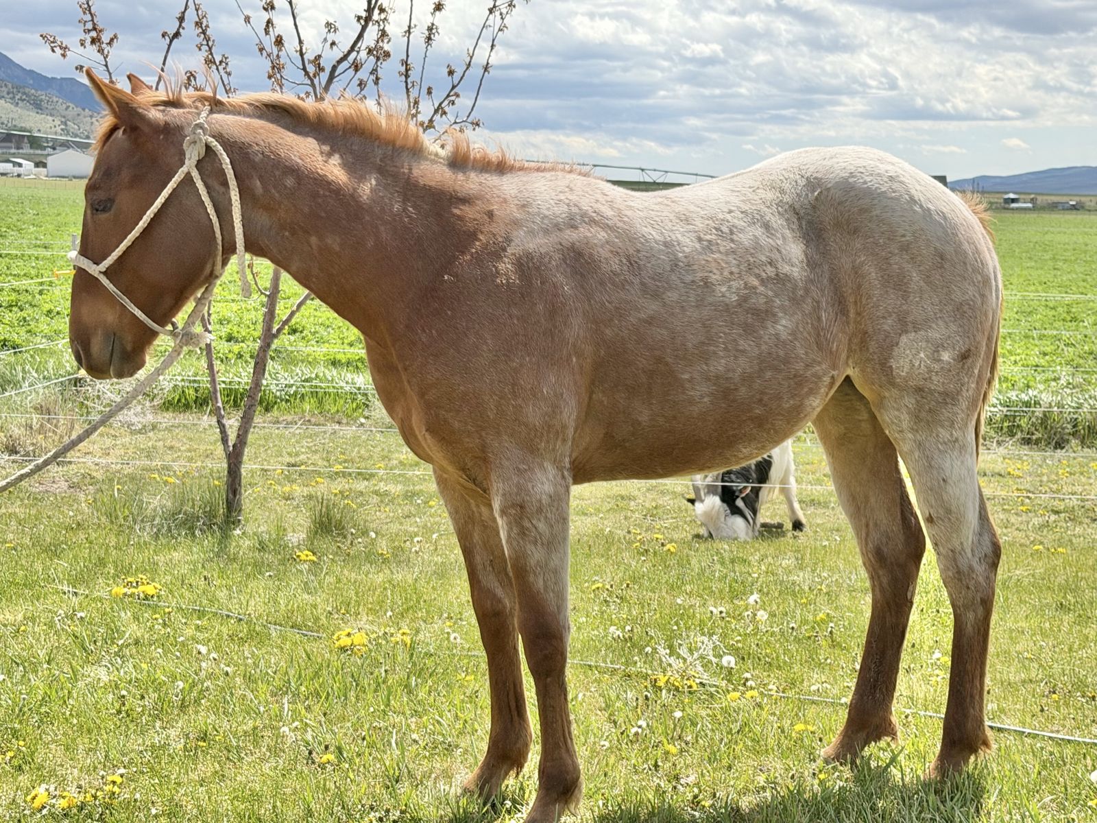 2025 AQHA Red Roan