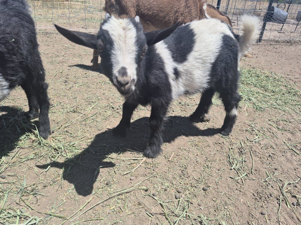 Nigerian Dwarf Goats