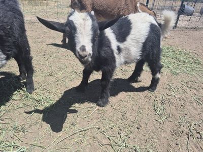 Nigerian Dwarf Goats