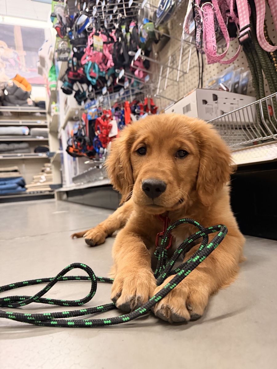 AKC Golden Retriever TRAINED Service therapy  lab