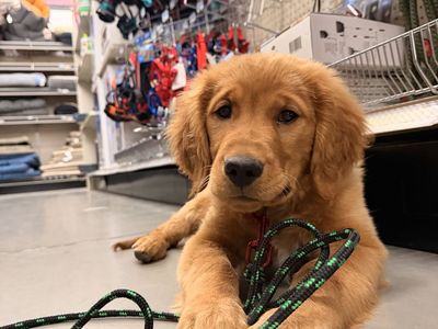 AKC Golden Retriever TRAINED Service therapy lab