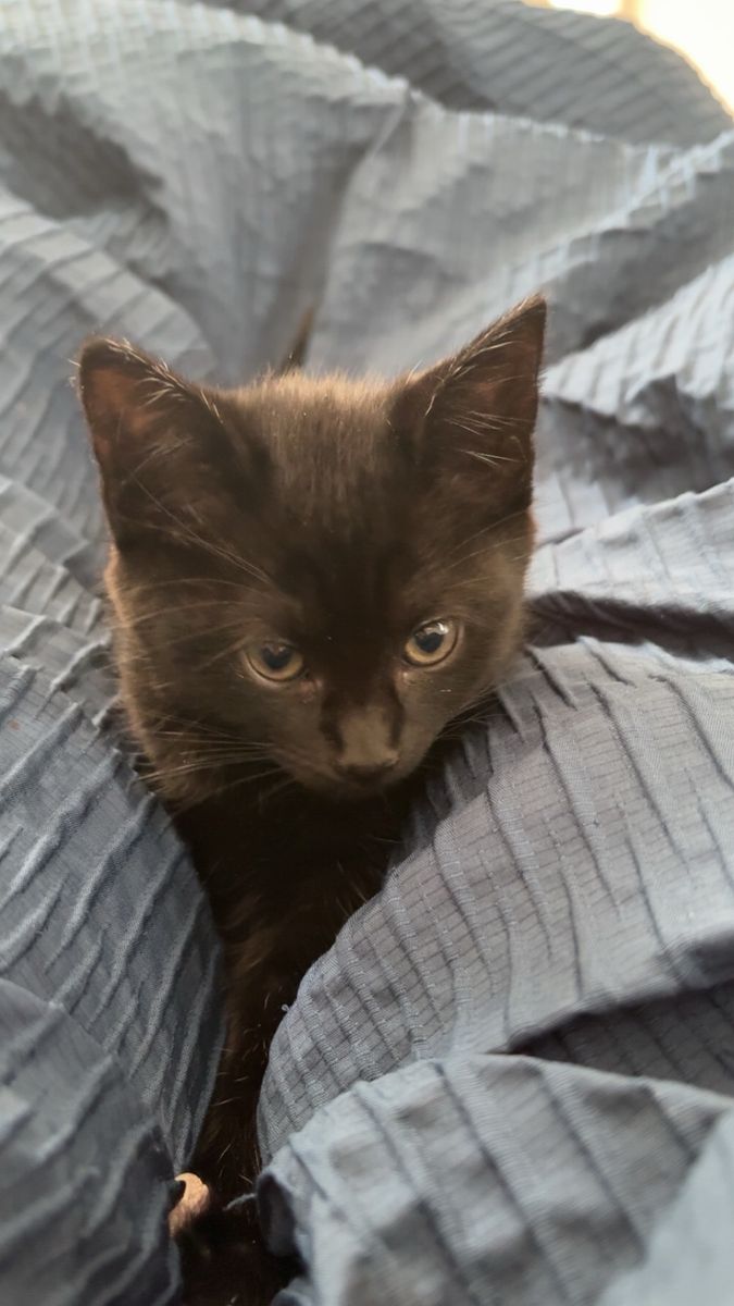 Adorable FREE Black Kitten - Ready for a Loving Home!