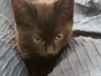 Adorable FREE Black Kitten - Ready for a Loving Home!