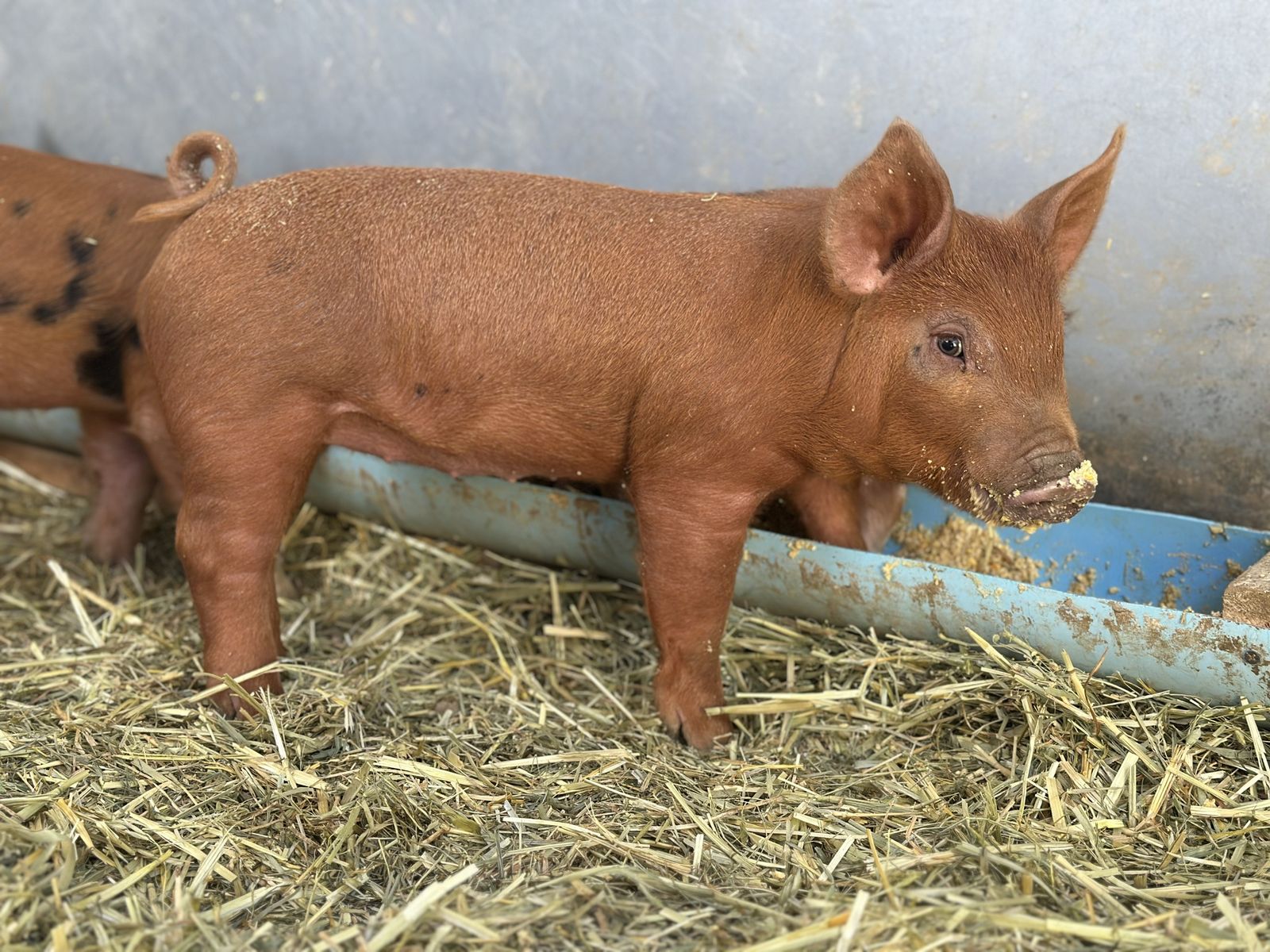 Weaned State Fair Pigs