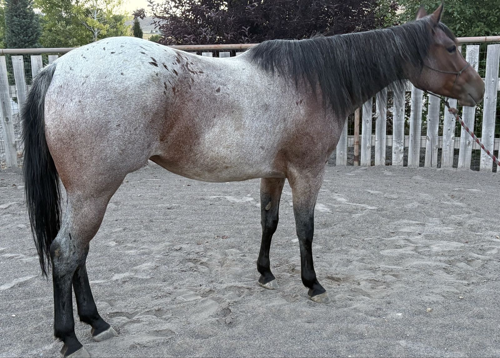 Bay Roan Mare