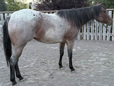 Bay Roan Mare