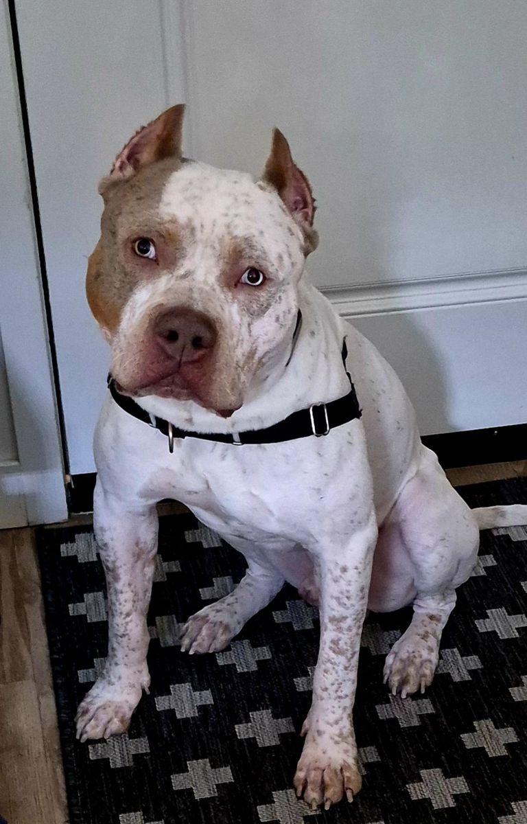 XL Bully