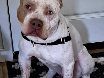 XL Bully