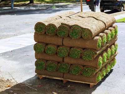 Fescue & Kentucky Bluegrass