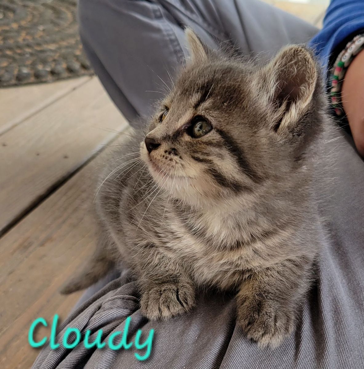 RAGDOLL Mix Kitten