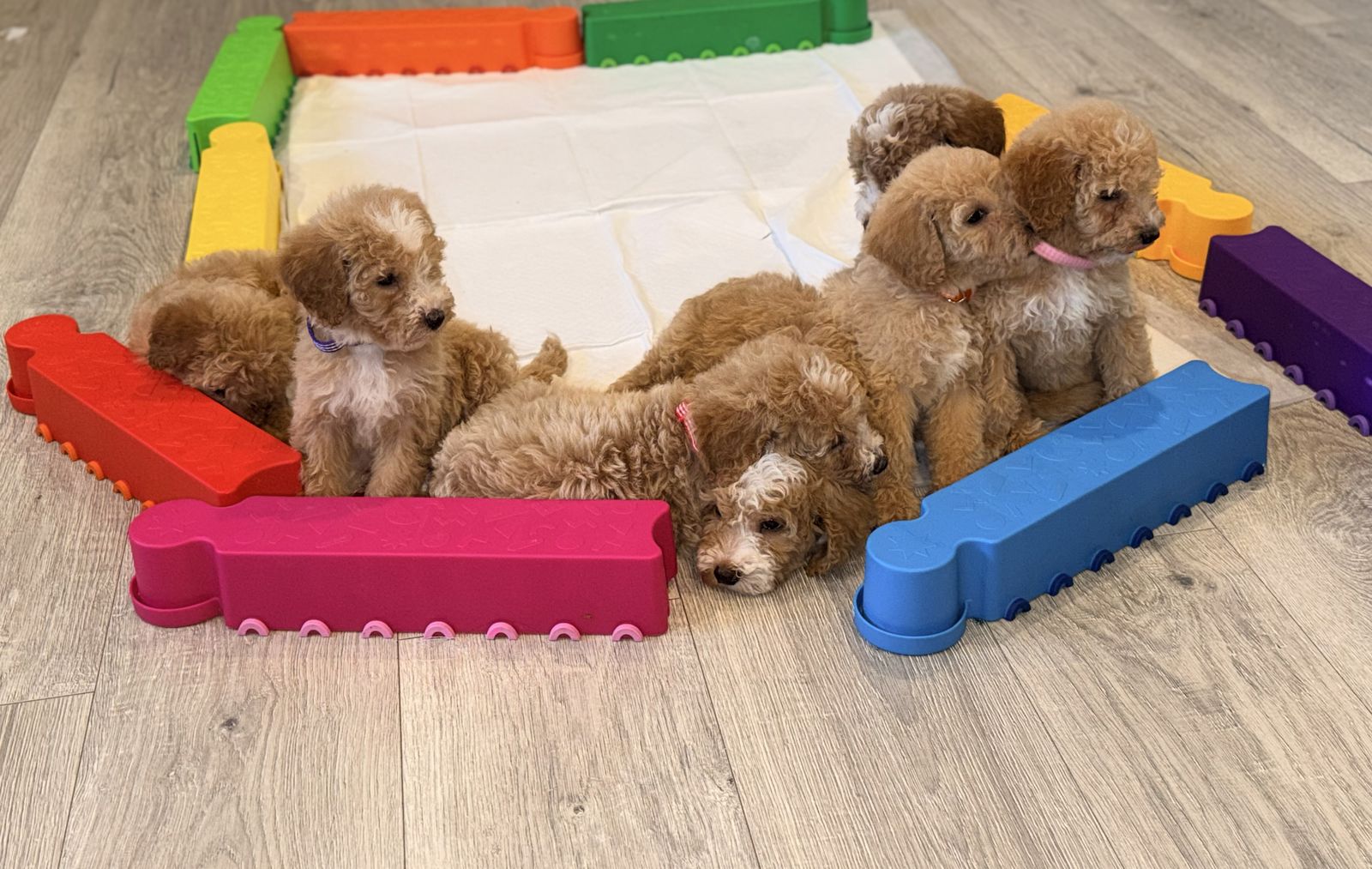 Mini Goldendoodles