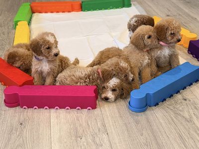 Mini Goldendoodles