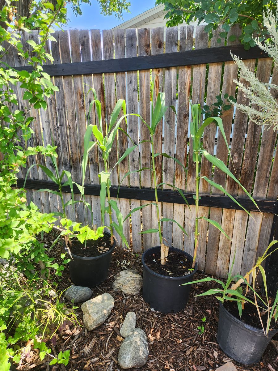 Standard Bamboo plants.  They are 4 feet tall now and get 15 feet  tall.  Great screen.