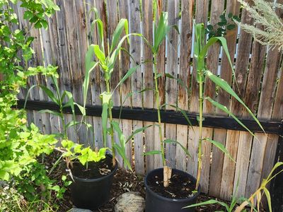 Standard Bamboo plants. They are 4 feet tall now and get 15 feet tall. Great screen.