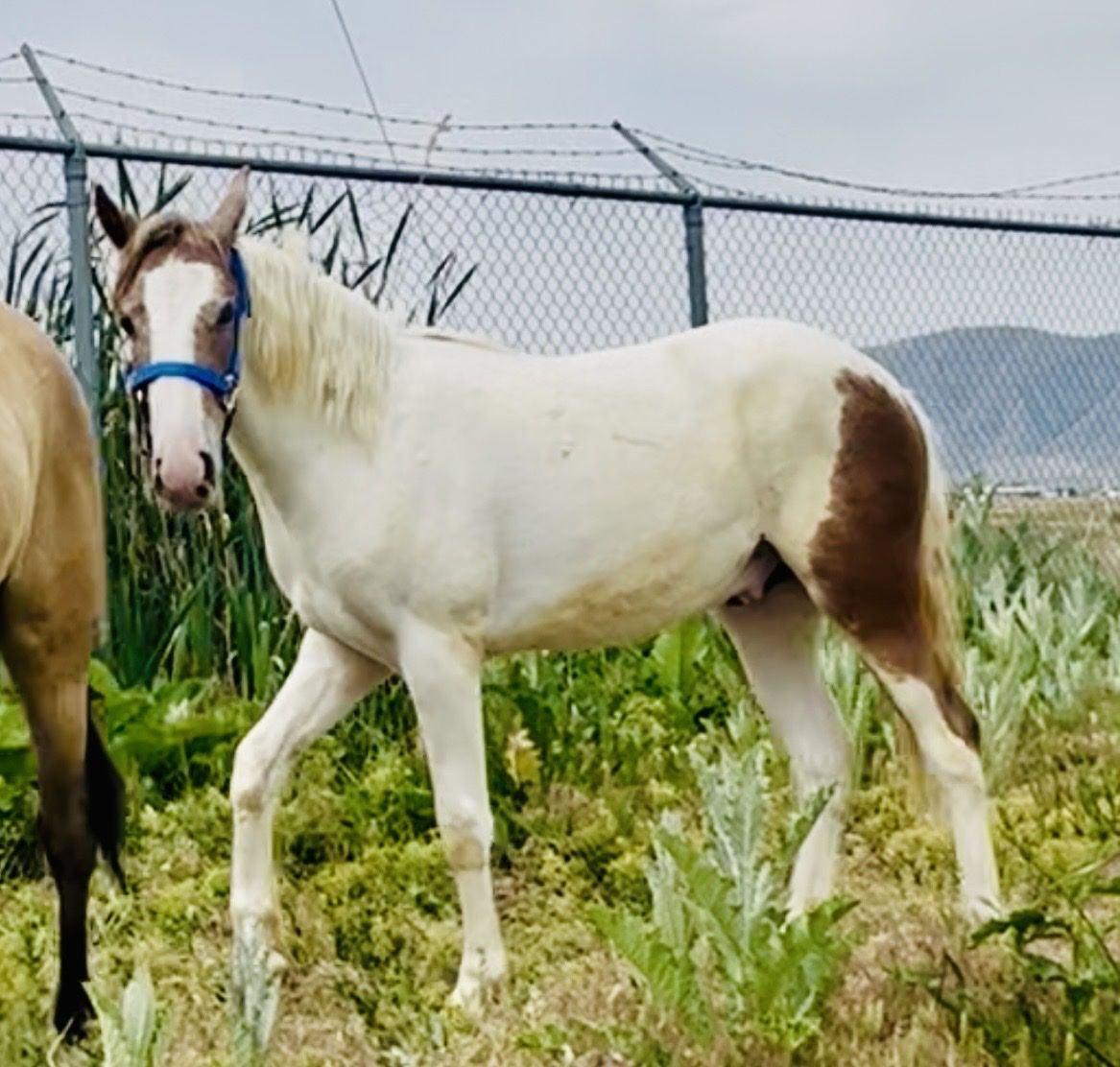 Handsome Pinto Mustang