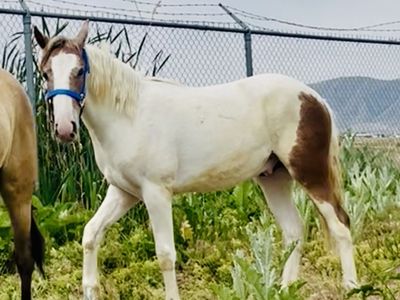 Handsome Pinto Mustang