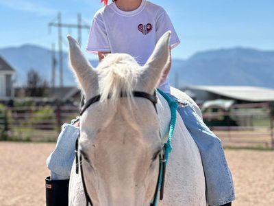 20 year old gelding