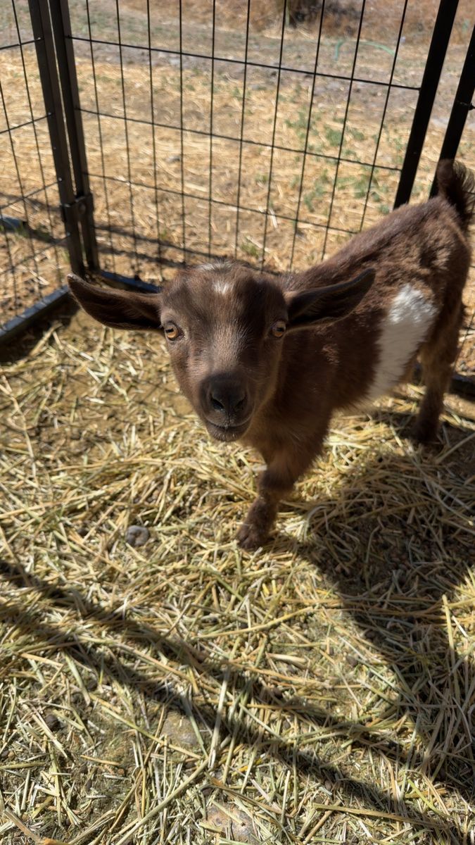 ADGA Nigerian dwarf buckling
