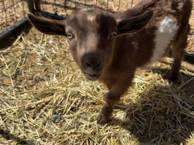 ADGA Nigerian dwarf buckling
