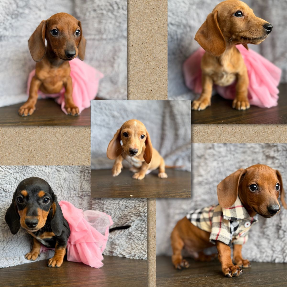 Mini Dachshund Puppies