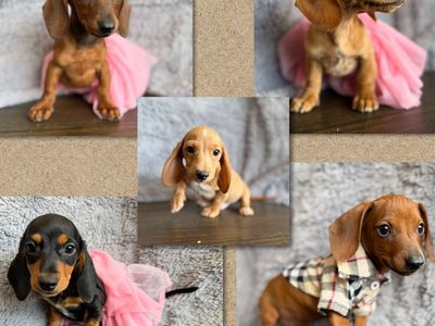 Mini Dachshund Puppies