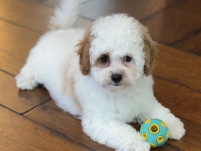 Cavapoo