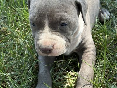 Blue nose pitbull puppies
