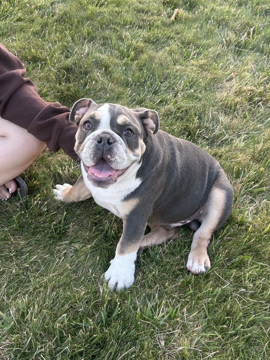English Bulldog Puppy AKC registered- Blue Tri-Color