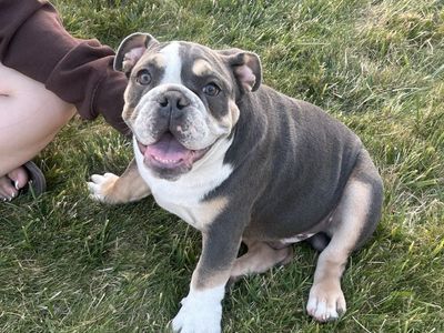 English Bulldog Puppy AKC registered- Blue Tri-Color