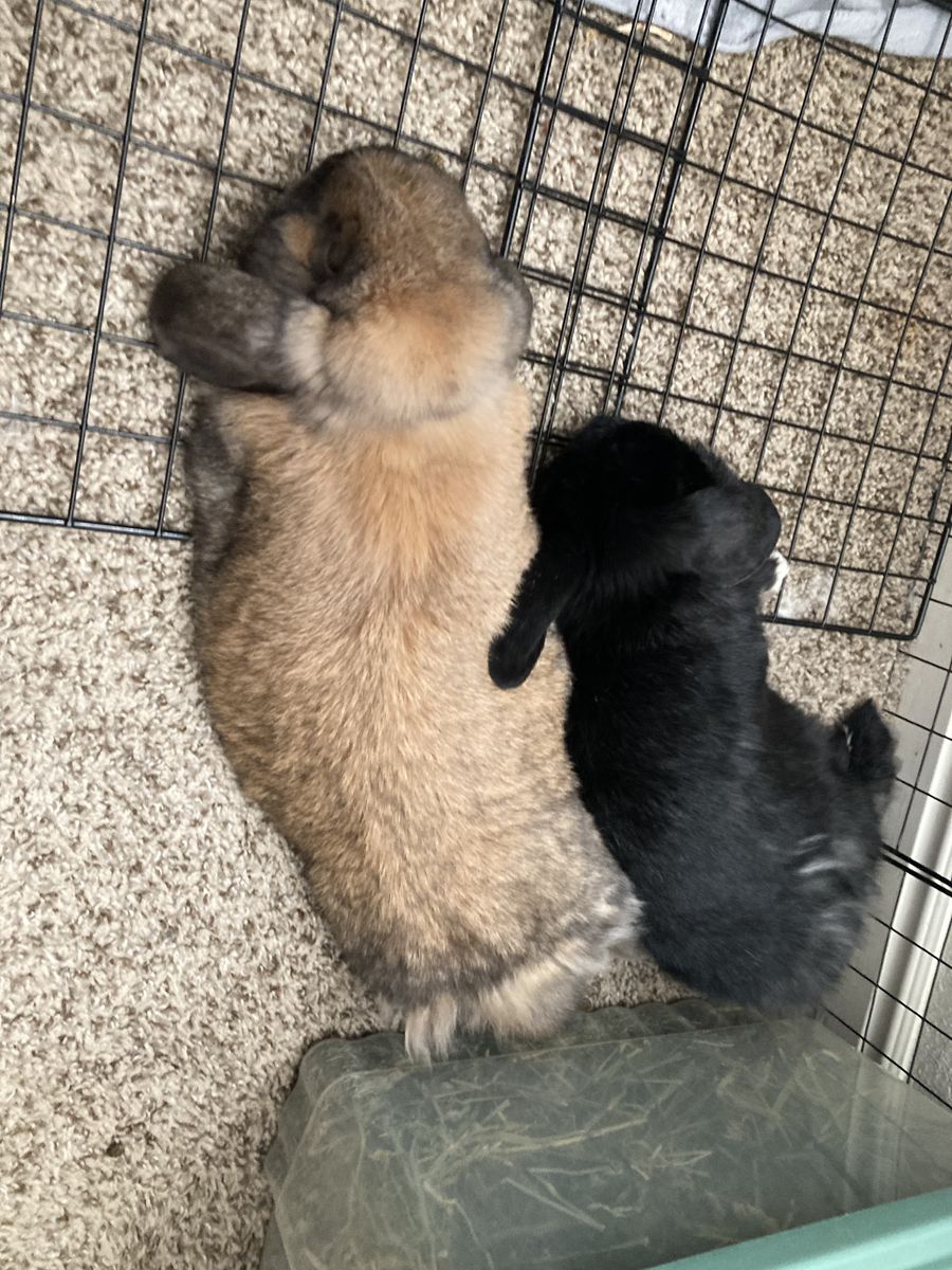Pair of rabbits with their supplies