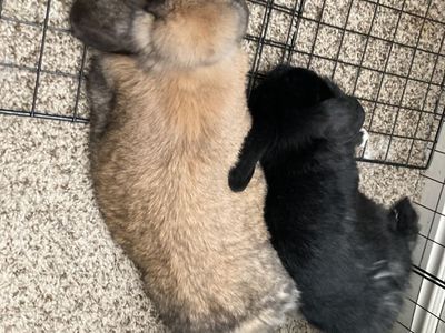 Pair of rabbits with their supplies